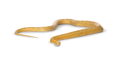 Obraz premium Butter Corn Snake or Red Rat Snake, Pantherophis guttatus, isolated on a white background.