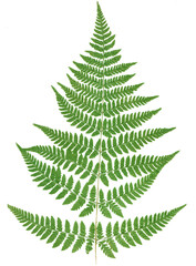 Leaves on a fern branch isolated © assistant