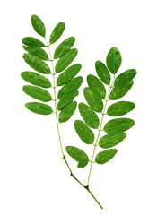 Green acacia leaves on a branch isolated