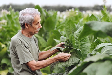 Famer checking the tobacco plant tha the farm field