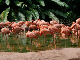 Pink flamingoes  in the zoo