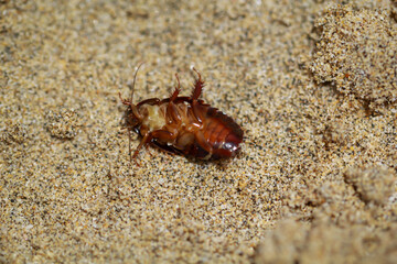 Nahaufnahme eines schabenähnliches Insektes im Sand.
