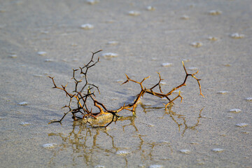 Ein dorniger Zweig wird von den Wellen des Meeres angeschwemmt.