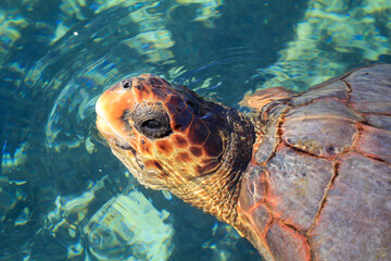 Portrait einer Meeresschildkröte. Leider immer noch bedrohte Tiere.
