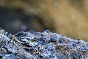 Eine grün bräunliche Krabbe auf einem Felsen am Meer.
