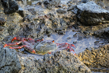 Eine rote Klippenkrabbe oder auch rote Felsenkrabbe auf einem Felsen am Meer.
