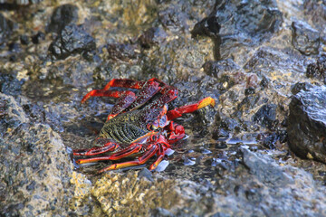 Eine rote Klippenkrabbe oder auch rote Felsenkrabbe auf einem Felsen am Meer.
