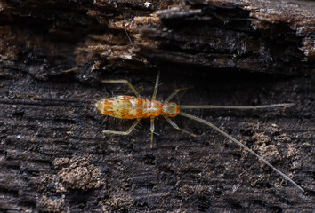 Extreme closeup or macro shots of insects around us