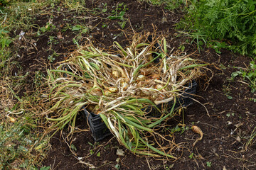 Onions with green leaves laid out for drying in a black plastic container.