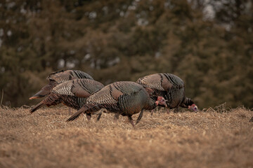 Wild Turkeys in a field