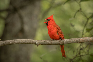 Male Northern Cardinal perched on a tree branch