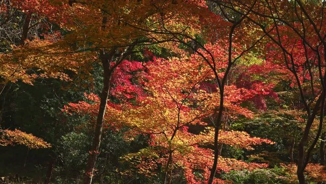 Kyoto autumn 京都の秋