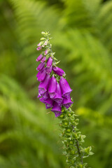 Vertical shot of a purple foxglove flower © Simon Wiltshire/Wirestock Creators
