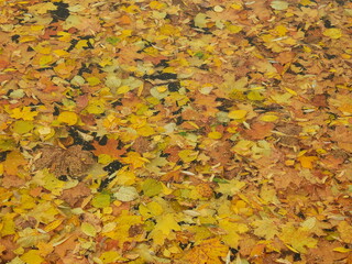 yellow autumn leaves floating in the water