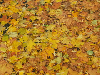yellow autumn leaves floating in the water