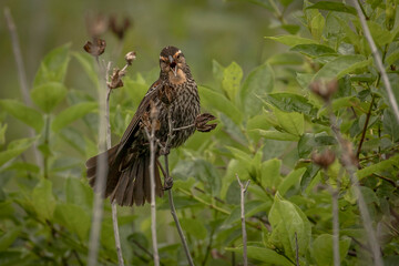Female Red-winged Blackbird on twig