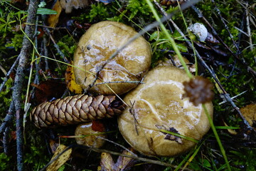 Suillus mushrooms with slimy caps
