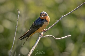 Barn Swallow on a tree branch