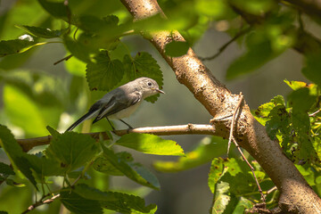 Gray-blue Gnatcatcher perched on a tree branch