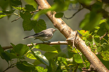 Gray-blue Gnatcatcher perched on a tree branch