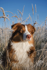 Concept of pet outside without people. Australian Shepherd sits in tall grass covered with frost and basks in rays of sun. Beautiful portrait of dog in winter. Aussie red tricolor and first frosts.