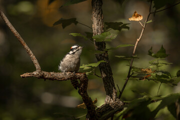 Downy Woodpecker looks for grubs 