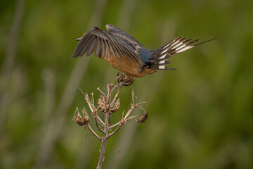 Barn Swallow on a dead flower