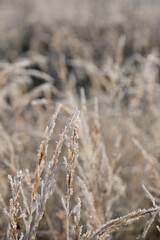 Fototapeta premium Abstract natural background of soft wild brown plants. Pampas grass on blur bokeh, Dry reeds boho style. Fluffy stems of tall grass in winter. Concept nature in detail at end of autumn. First frosts.