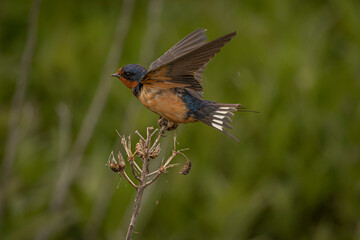 Barn Swallow on a dead flower