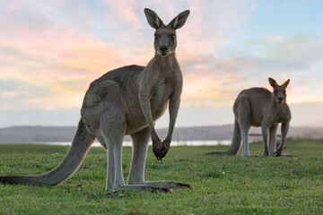 Eastern grey kangaroos in the dusk light - 538044295