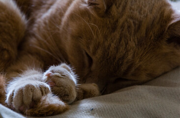 Fototapeta na wymiar sleeping cat