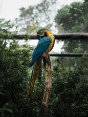blue and yellow macaw