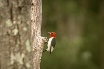 Red-headed Woodpecker looking for grubs