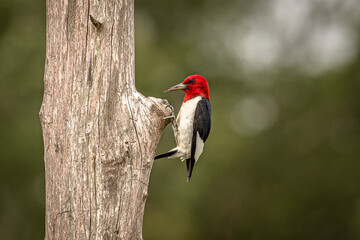 Red-headed Woodpecker looking for grubs