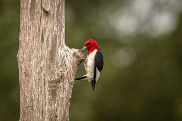 Red-headed Woodpecker looking for grubs