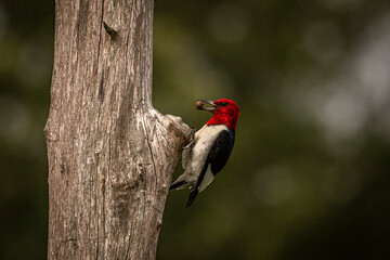 Red-headed Woodpecker looking for grubs