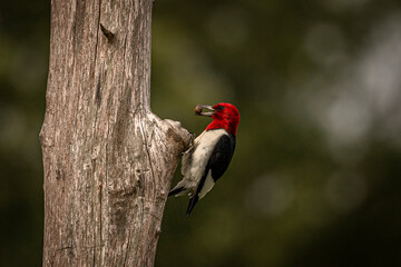 Red-headed Woodpecker looking for grubs