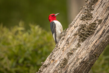 Red-headed Woodpecker looking for grubs
