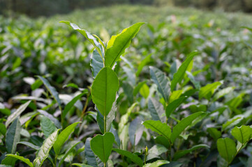 tea bush