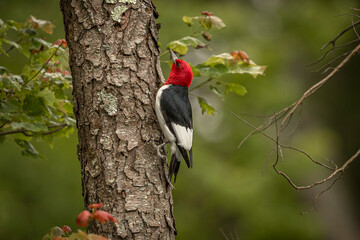 Red-headed Woodpecker looking for grubs