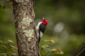 Red-headed Woodpecker looking for grubs