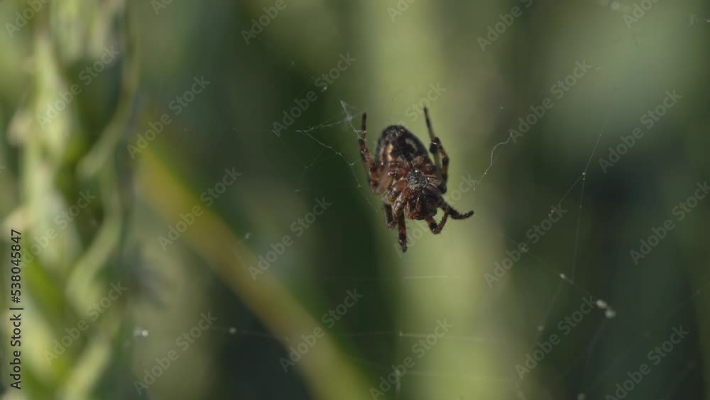Poster close up shot of a spider on a web between strands of wheat - macro static