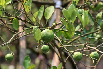 Lemon trees that begin to produce yellow leaves require more fertilizer and watering.