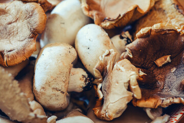Two types of fresh mushrooms collected in the woods