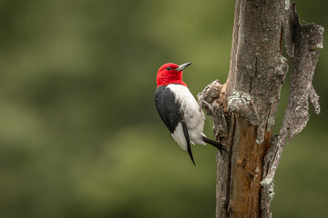 Red-headed Woodpecker searches for grubs
