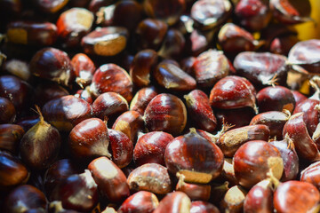 Chestnuts harvested in the woods