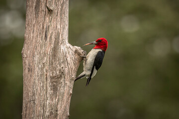 Red-headed Woodpecker searches for grubs
