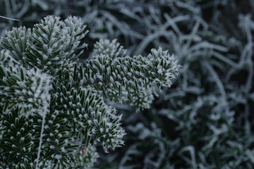 Minimalistic winter background, time of first frosts begun. Morning dew turned into ice on needles...