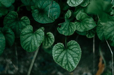 Close up of deep green leaves