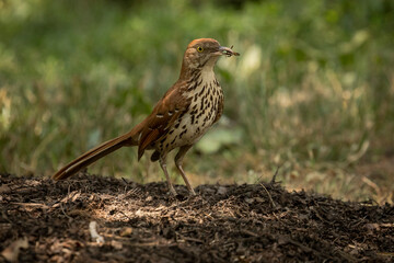 Brown Thrasher catches a bug 